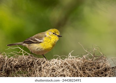 Pine Warbler Perched on a tree 