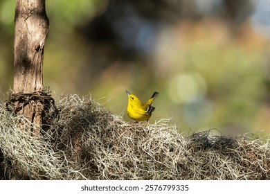Pine Warbler perched on a tree branch