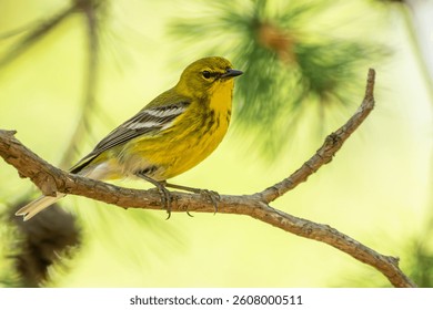 Pine warbler perched on a tree branch