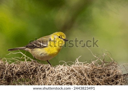 Pine Warbler Perched on a tree 