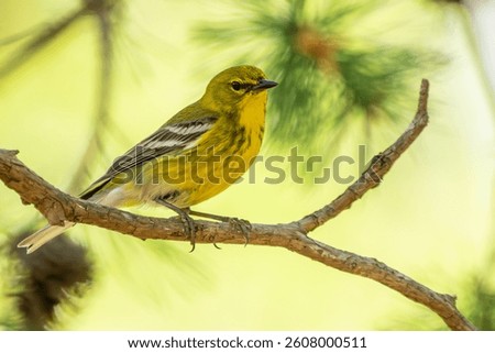 Pine warbler perched on a tree branch