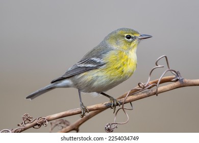 Pine Warbler Perched on Vine in Louisiana Winter