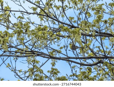 pine warbler perched in a tree