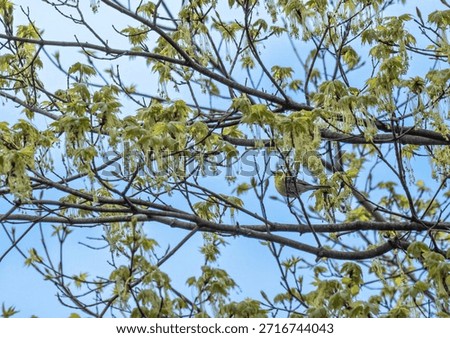 pine warbler perched in a tree