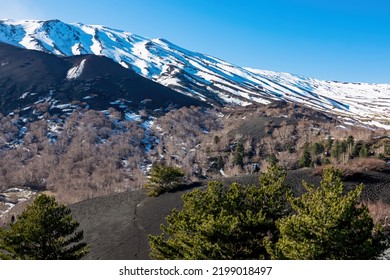 Pine And White Birch Trees Growing On Dark Volcanic Sand On Bare Terrain. Scenic View On Volcano Mount Etna, In Sicily, Italy, Europe. Solidified Lava, Ash, Pumice On Snow Covered Crater Slopes. Flora