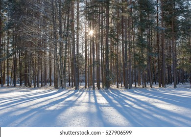 The pine wood casting long shadows on white snow