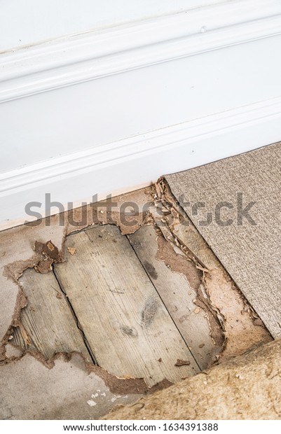 Pine Wood Floor Boards Scandinavian Style Stock Photo Edit Now