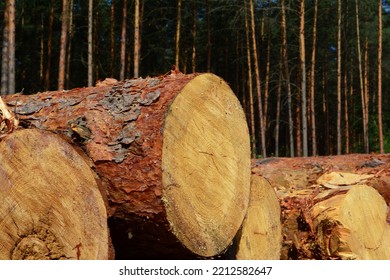 Pine Wood Logs Close Up