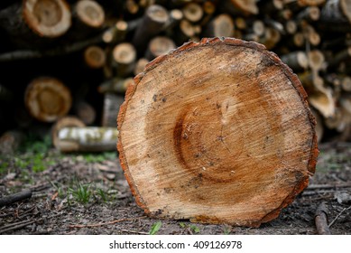 pine wood logs in forest