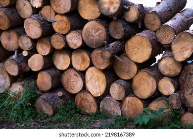 Pine Wood Logs. Round Wood Grain. Wood Logs In A Pile. Picture Taken In The Forest