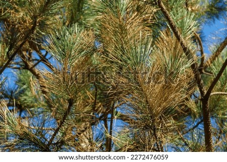 Pine with yellowed needles from the disease. Diseased needles Austrian pine (Pinus ‘Nigra’) or black pine. Dry needle, rust on needles, but possibly effect of parasites or Неrpotrichia disease.
