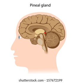 Pineal Gland Stock Images, Royalty-Free Images & Vectors | Shutterstock