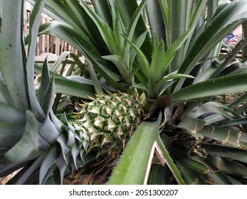 Pineapple or Ananas comosus grows as a small shrub; The individual flowers of non-pollinated plants fuse to form multiple fruits.