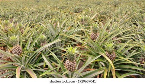 Pineapple (Ananas comosus) Taiwan loves tropical fruits. - Shutterstock ID 1929687041