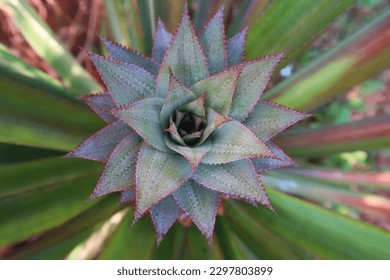 The pineapple (Ananas comosus) is a tropical plant with an edible fruit  its offset produced at the top of the fruit, the top view pattern of pineapple offset