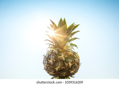 Pineapple in the bright sunlight