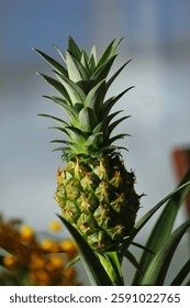 Pineapple Close Up sunlight daytime