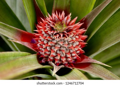 Pineapple closeup 1