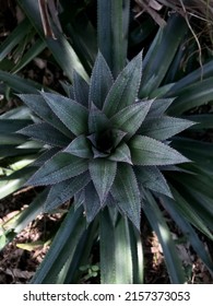 Pineapple Crown. Background. Focused. Scientific Research On Pineapple. Article Material