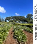 Pineapple Dole plantation in hawaii 