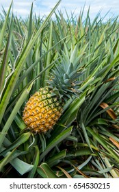 pineapple farm