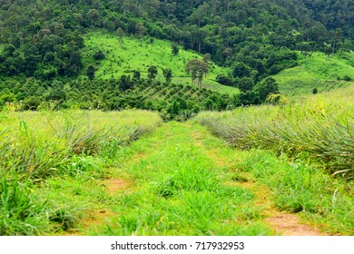Pineapple farm