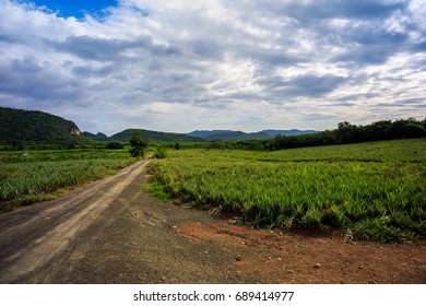 Pineapple Farm Road