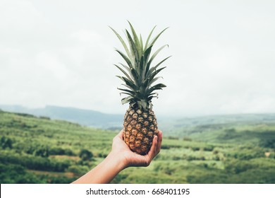 Pineapple Farm Tropical Plant