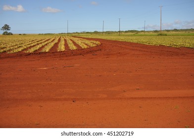 Pineapple Field