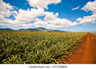 Pineapple Field, Haleiwa, Oahu, Hawaii, Color
