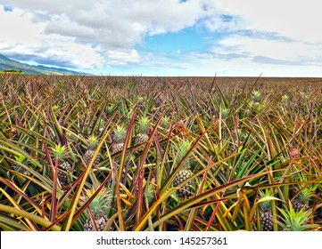 Pineapple Field In Hawaii