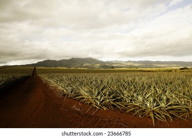 Pineapple Field In Hawaii