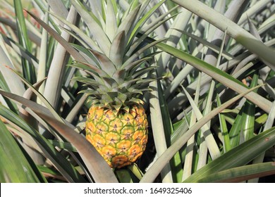 Pineapple Field At Honolulu Hawaii