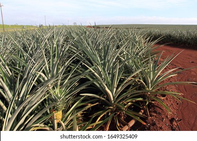 Pineapple Field At Honolulu Hawaii