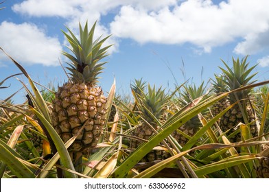 Pineapple Field In Maui, Hawaii