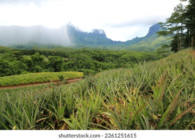 Pineapple field in Moorea, sister island of Tahiti - Powered by Shutterstock