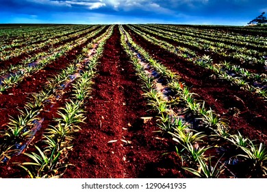 Pineapple Field, Near Mililani, Oahu, Hawaii, USA