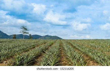 Pineapple Field  With Sky