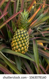 Pineapple Field In Taiwan