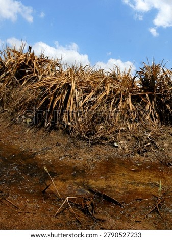 Pineapple fields facing the pressures of climate change and erratic weather in the Mekong Delta, Vietnam.