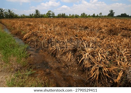 Pineapple fields facing the pressures of climate change and erratic weather in the Mekong Delta, Vietnam.