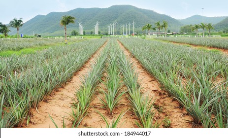Pineapple fields with wind turbine background