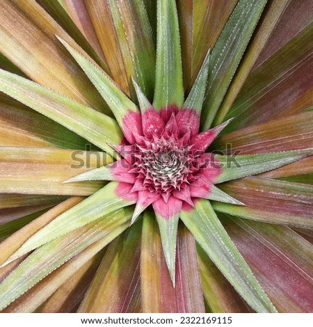 Pineapple Flower Close-up Full Image