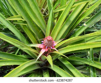 Pineapple Flower On Plant Growing In Grenada Spice Garden