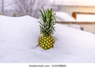 A pineapple fruit in cold snow during winter 