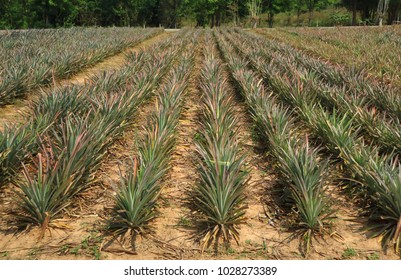 Pineapple fruit field