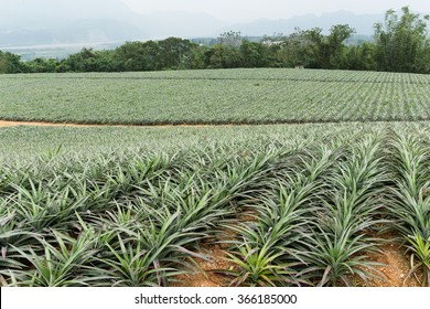 Pineapple Fruit Field