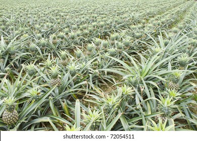 Pineapple Fruit Field.