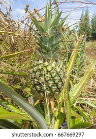 Pineapple fruit on the stem .