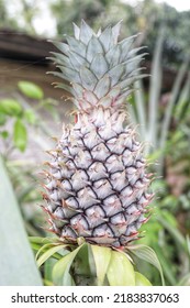 Pineapple Fruit In A Thriving Garden